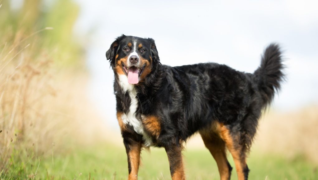 race de chien Bouvier Bernois