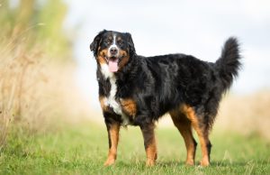 Bouvier Bernois race de chien Bouvier Bernois