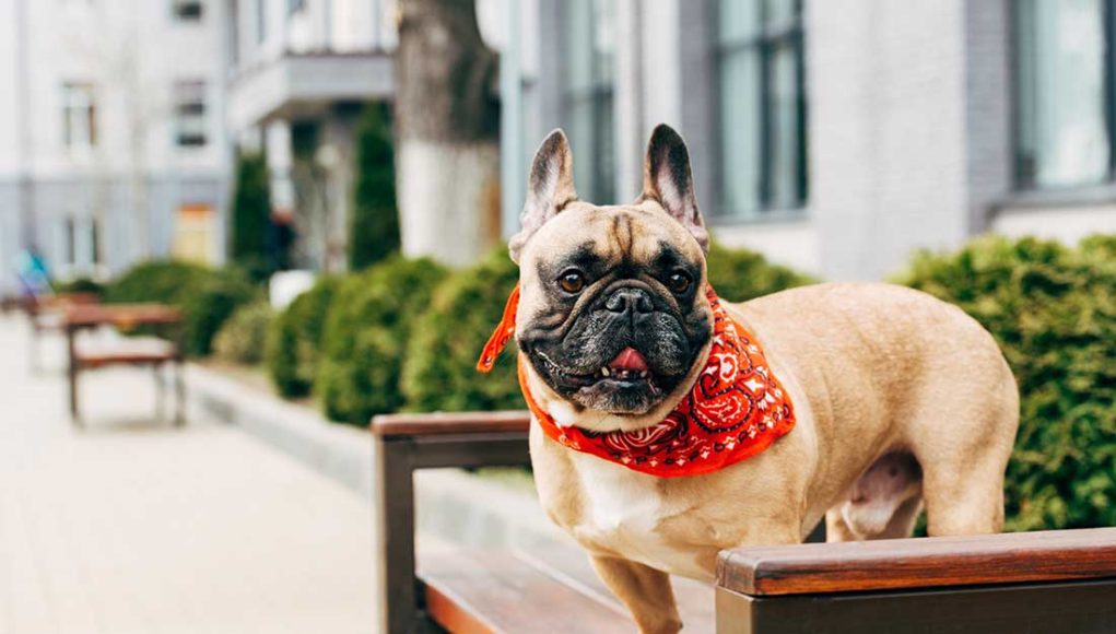 Bouledogue Français