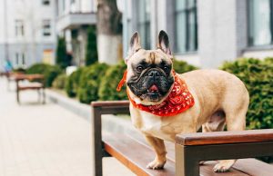 Bouledogue Français Bouledogue Français