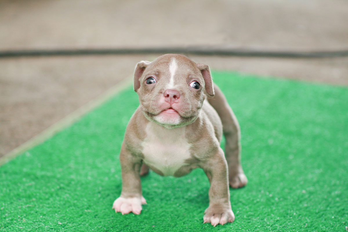 American Bully