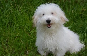 Coton de Tuléar Coton de Tuléar