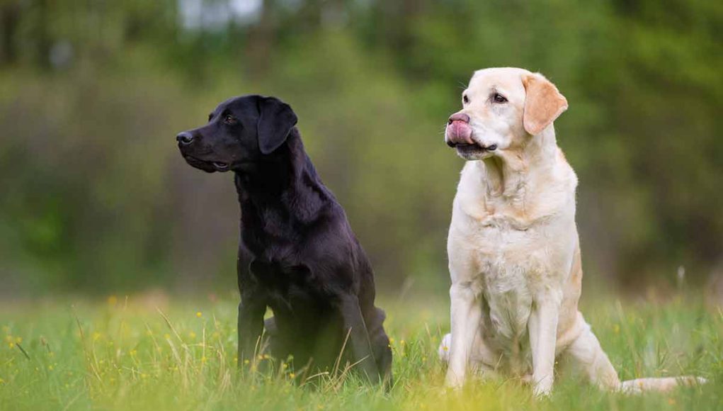 Labrador Retriever