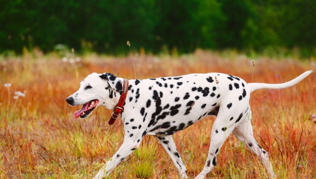 Dalmatien