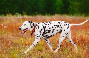 Dalmatien Dalmatien
