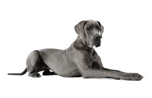 Dogue Allemand Dogue Allemand