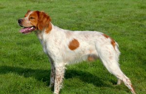 Épagneul Breton Épagneul Breton