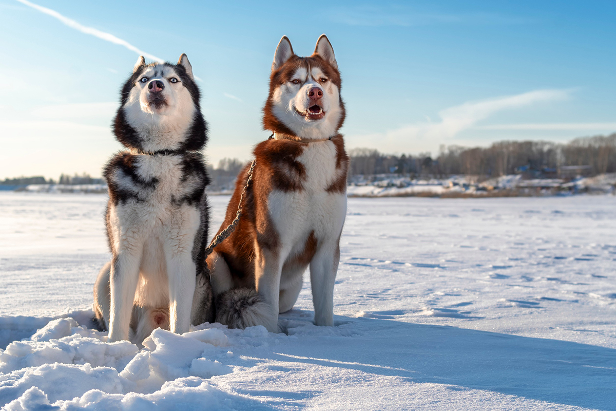 Husky Sibérien