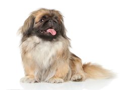 Pékinois race de chien Pékinois