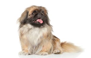 Pékinois race de chien Pékinois