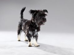 12 petites races de chiens avec une personnalité explosive ! petites races de chiens