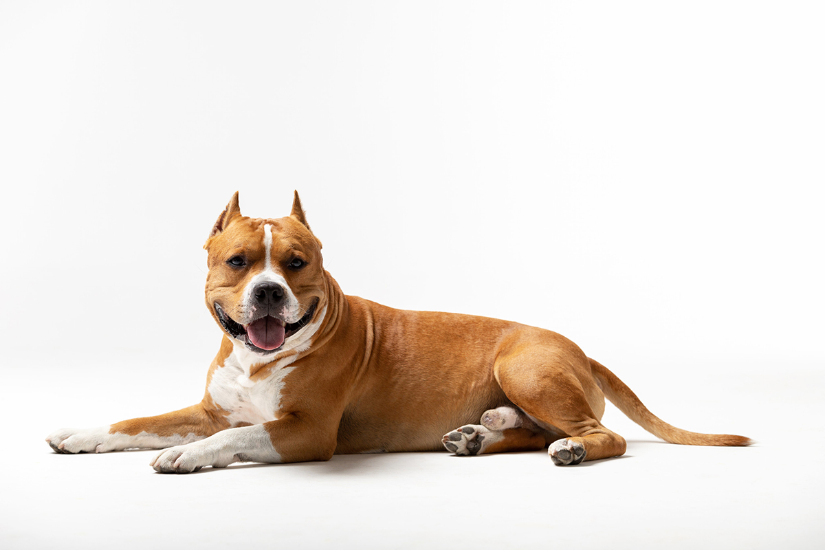 American Staffordshire Terrier