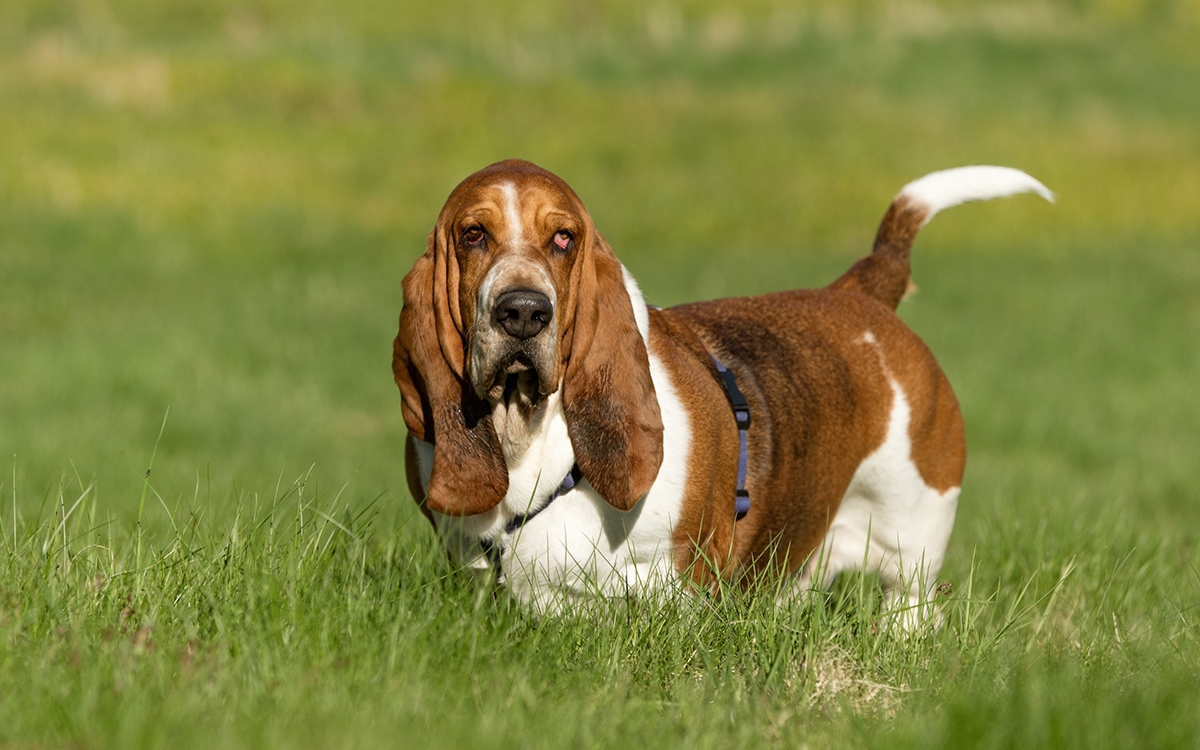 Basset Hound