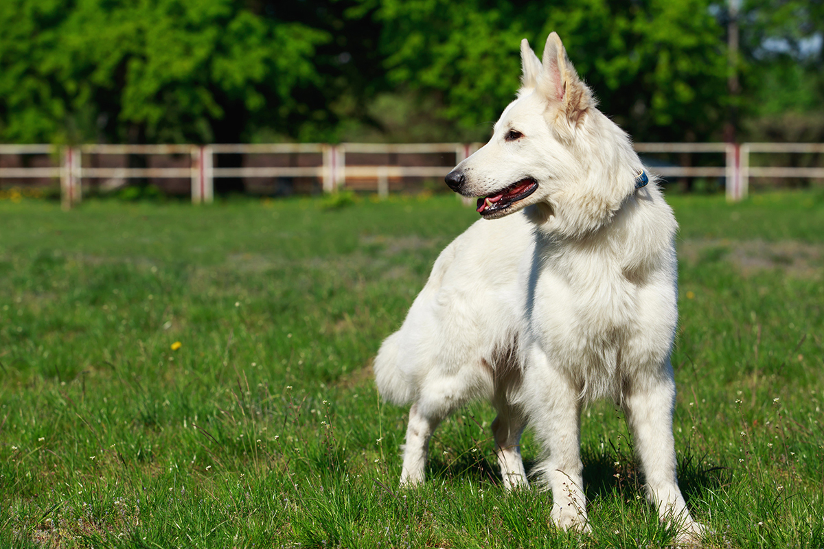 Berger Blanc Suisse