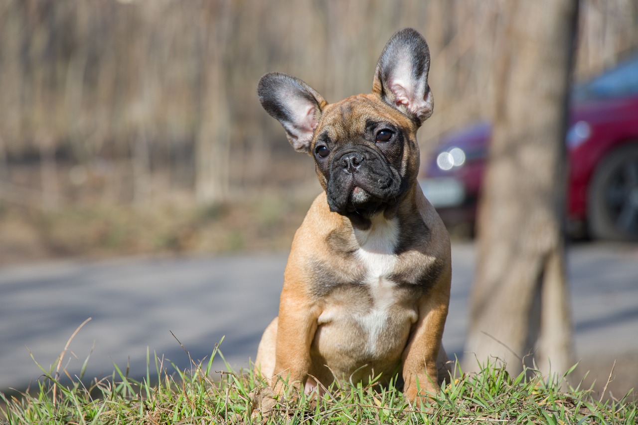 Bouledogue Français