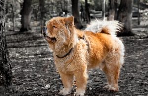 Chow Chow Chow Chow