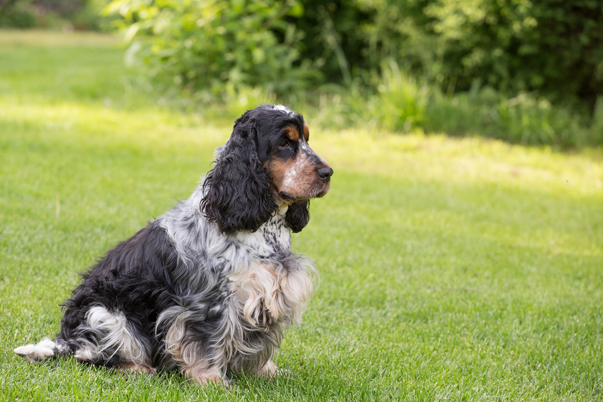 Cocker Spaniel Anglais