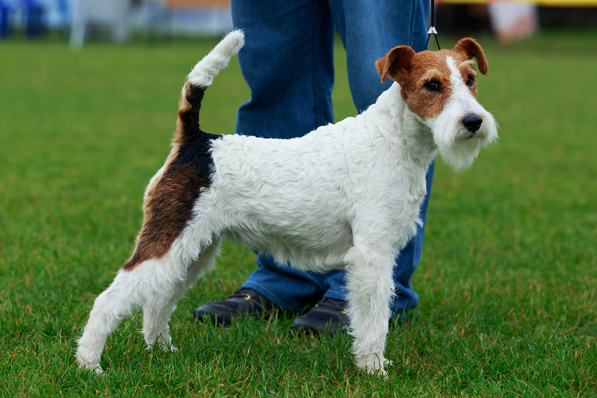 Fox Terrier