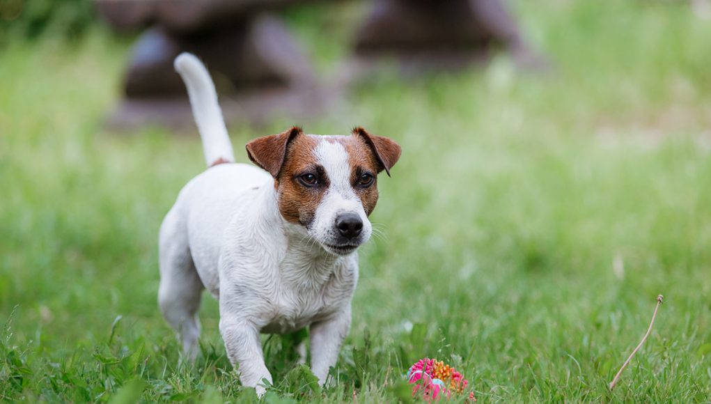 Jack Russell Terrier