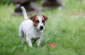 Jack Russell Terrier Jack Russell Terrier