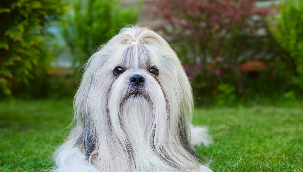 Lhasa Apso