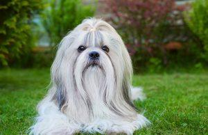Lhasa Apso Lhasa Apso