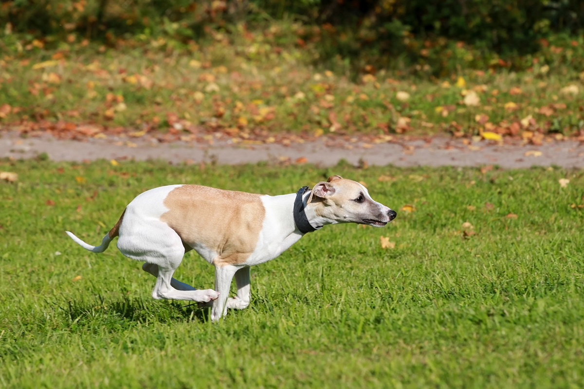 Whippet