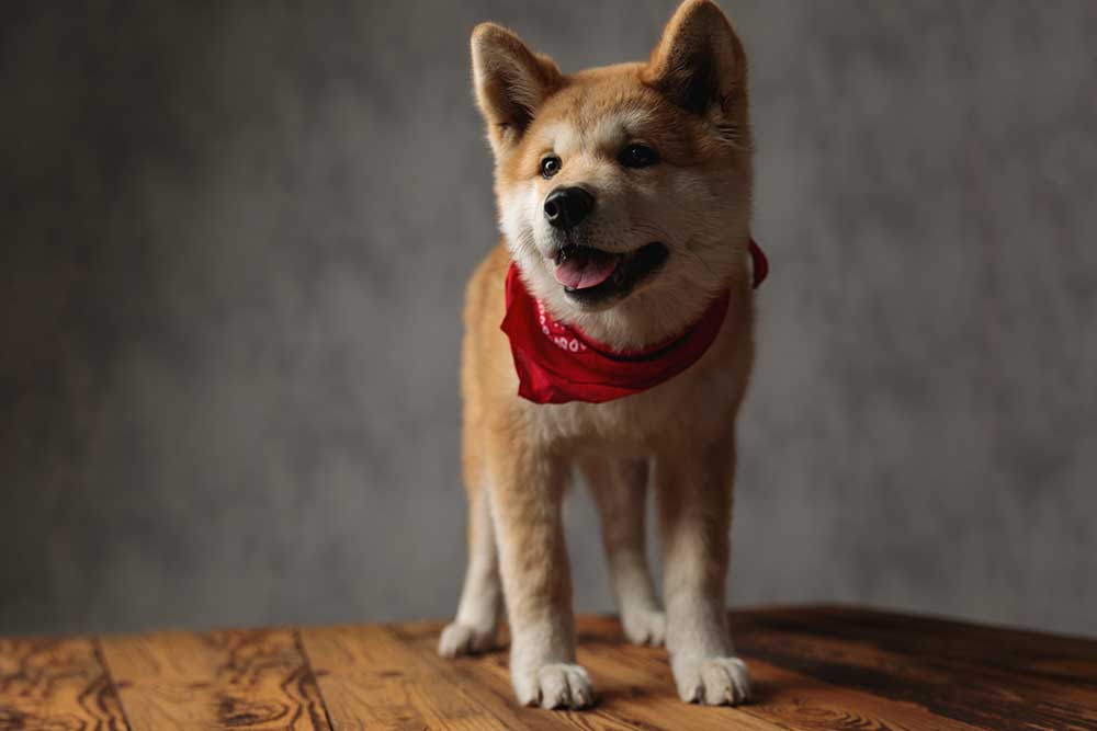 Akita Inu