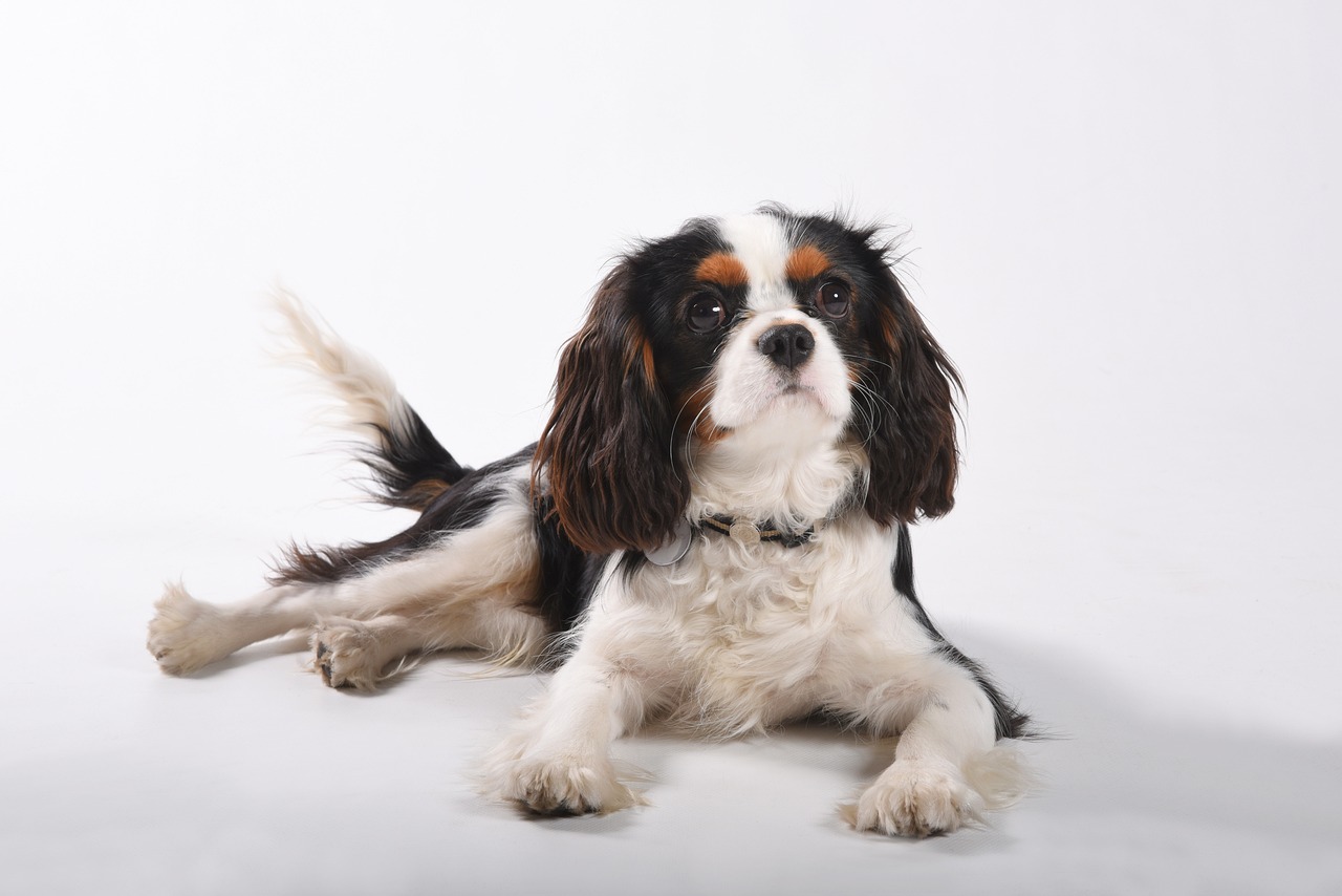 Cavalier King Charles Spaniel