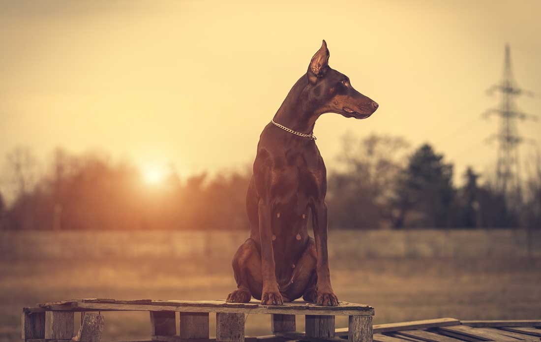 Dobermann