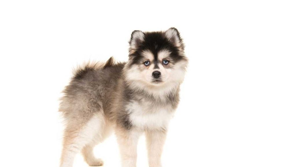 race de chien Pomsky