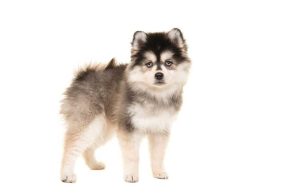 Pomsky race de chien Pomsky