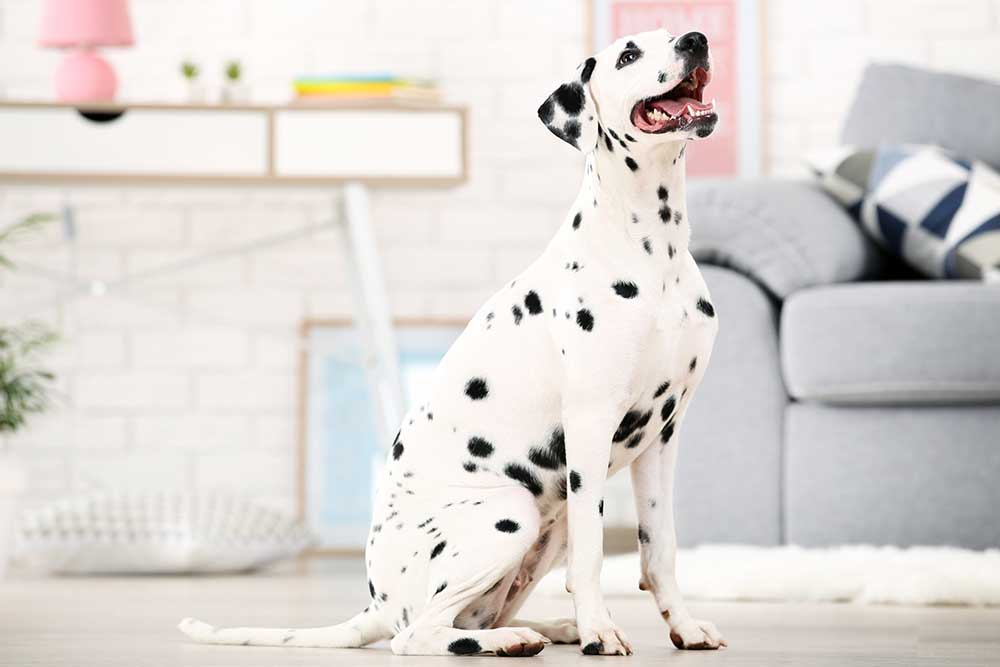 Dalmatien