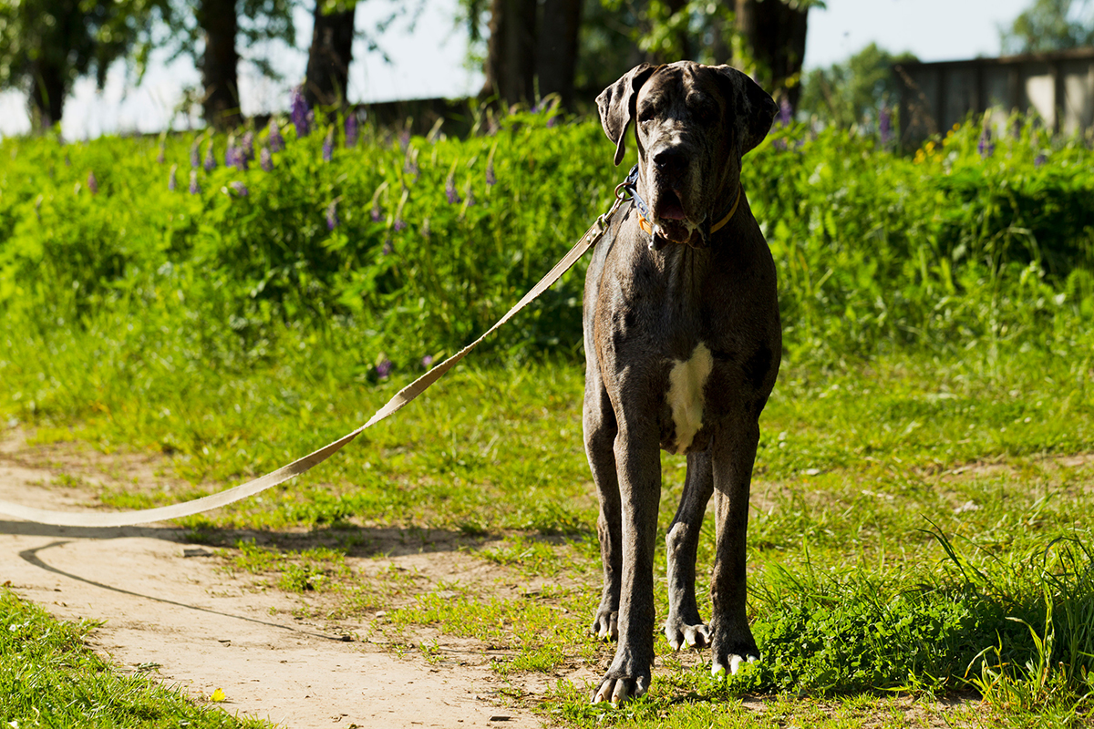 Dogue Allemand