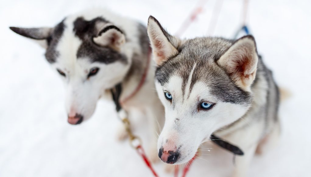 Husky Sibérien