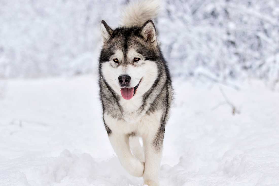 Malamute de l'Alaska