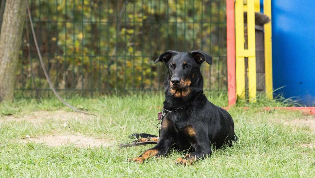 Beauceron