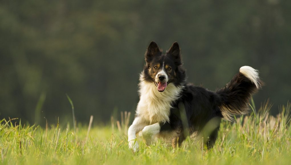 Border Collie