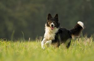 Border Collie Border Collie