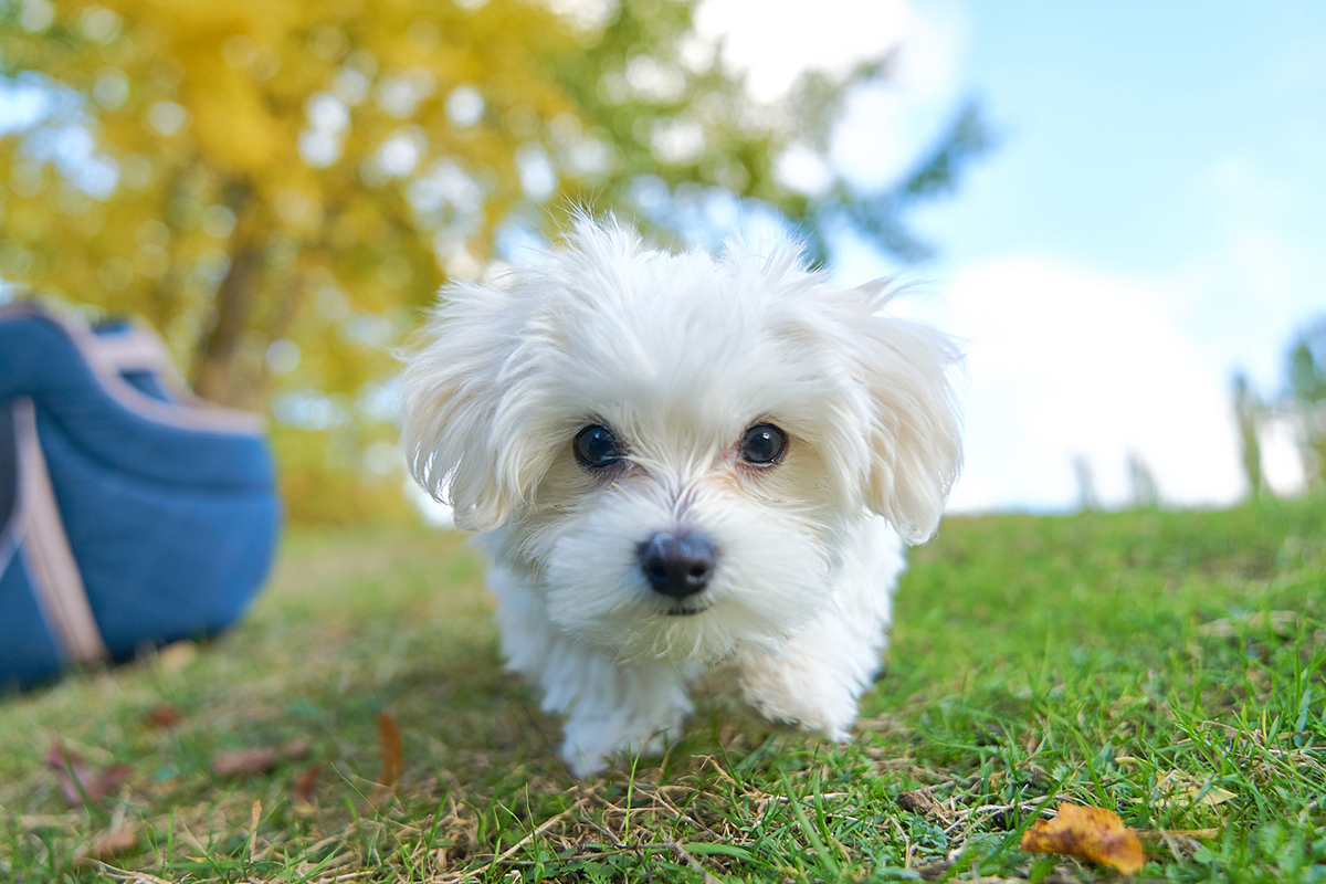 Bichon Maltais