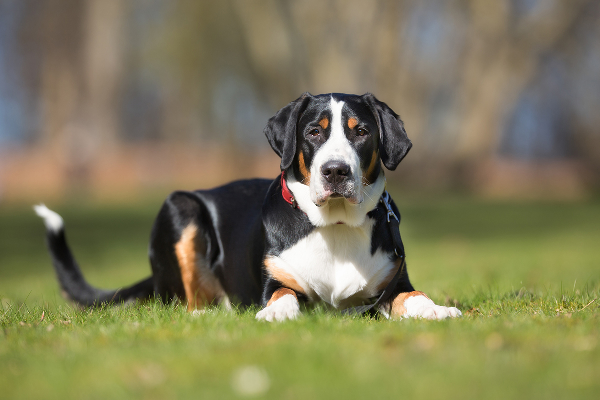 Grand Bouvier Suisse