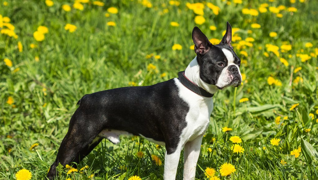 Boston Terrier