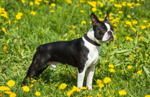 Boston Terrier Boston Terrier