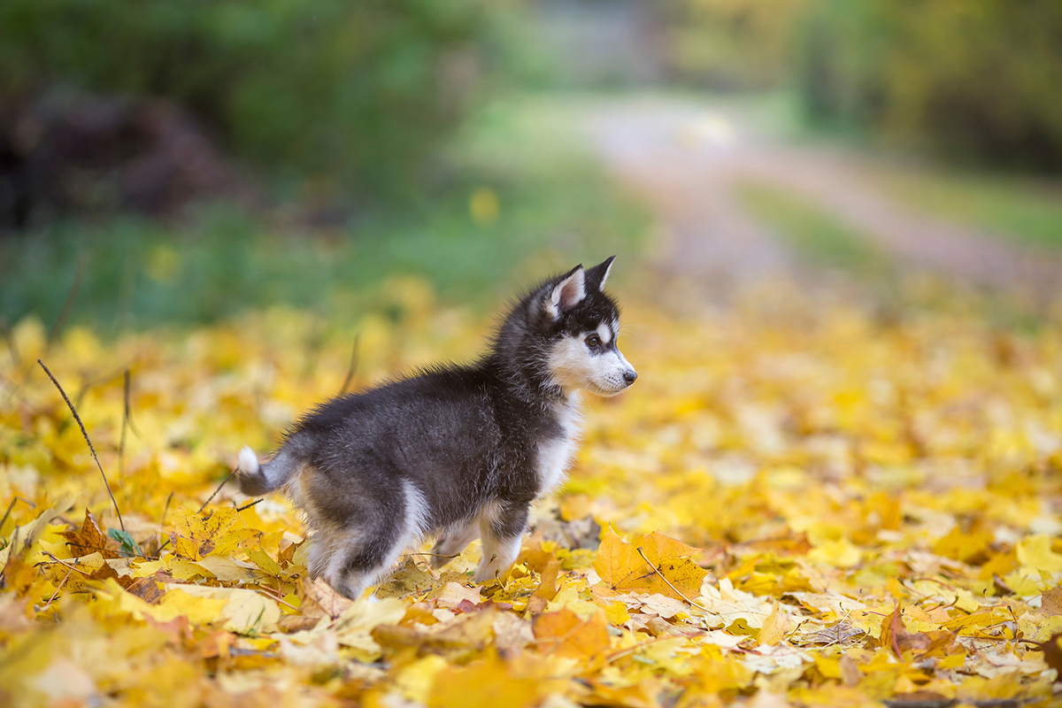 Pomsky