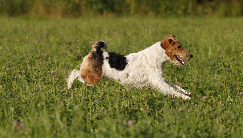 races de chien commençant par F