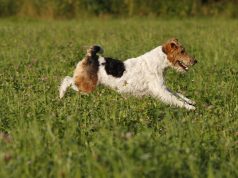 Les races de chien commençant par F races de chien commençant par F