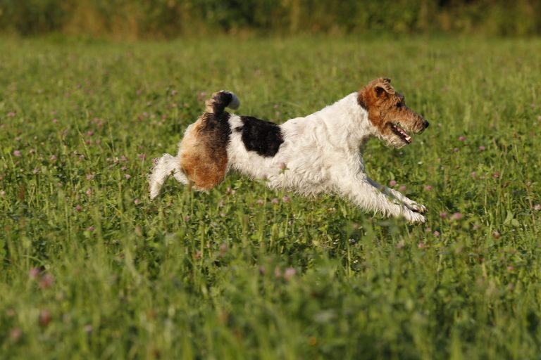 Les races de chien commençant par F