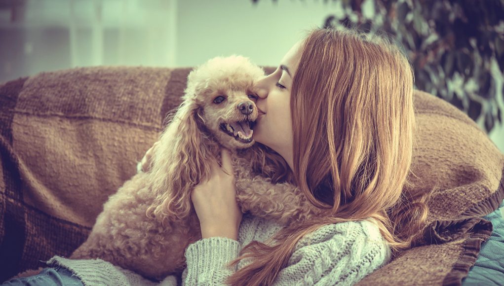 races de chien qui adorent le plus les câlins de leur maître