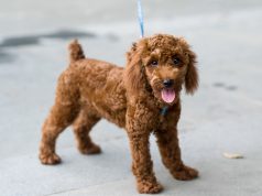 Les races de chien commençant par C races de chien commençant par C