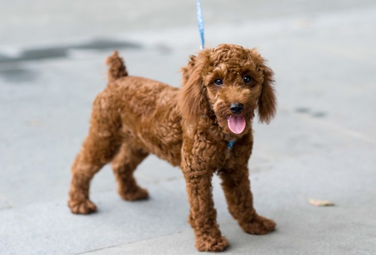 Les races de chien commençant par C